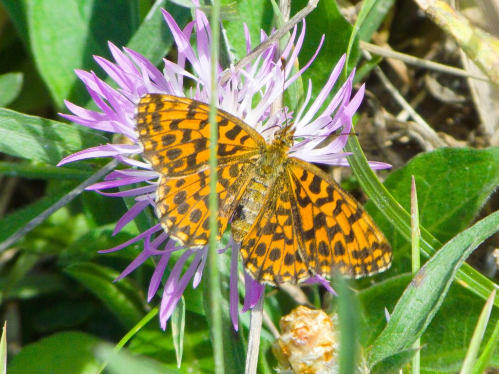 Boloria dia (Linnaeus, 1767)